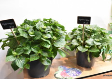 Nancy stond er ook met de nieuwe Hortensia's in potmaat 29 en 23cm.